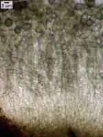 Cyphelium pinicola image