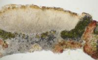 Euopsis granatina image