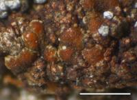 Euopsis granatina image
