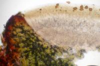 Euopsis pulvinata image