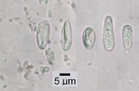 Euopsis pulvinata image
