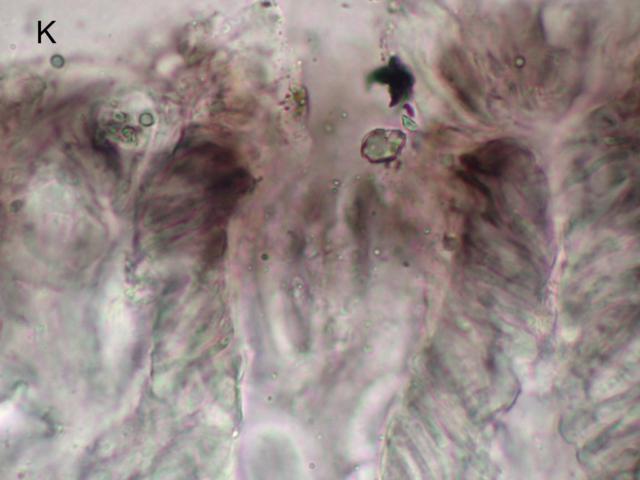 Farnoldia micropsis image