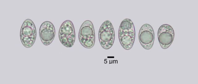 Farnoldia micropsis image
