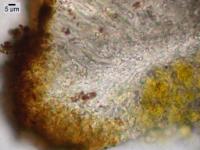 Gyalolechia desertorum image