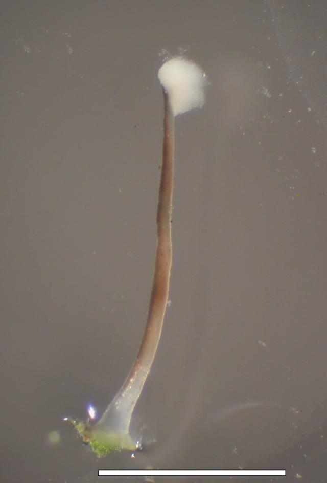 Gyalideopsis epicorticis image