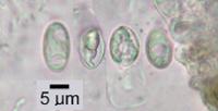 Heteroplacidium zamenhofianum image