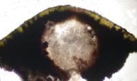 Hydropunctaria maura image