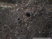 Hydropunctaria scabra image