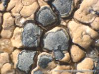 Lecanora bicincta image