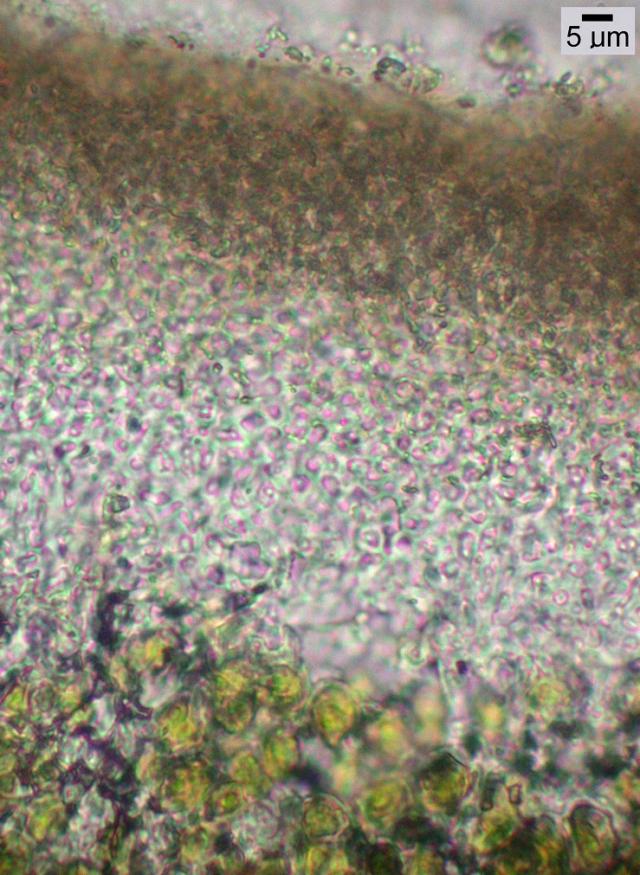 Protoparmeliopsis laatokkaënsis image
