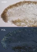 Lecanora polytropa image