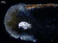 Lecanora pulicaris image