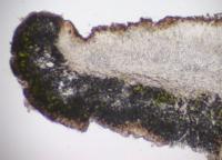 Lecanora rugosella image