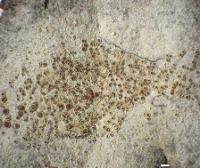 Lecanora salicicola image