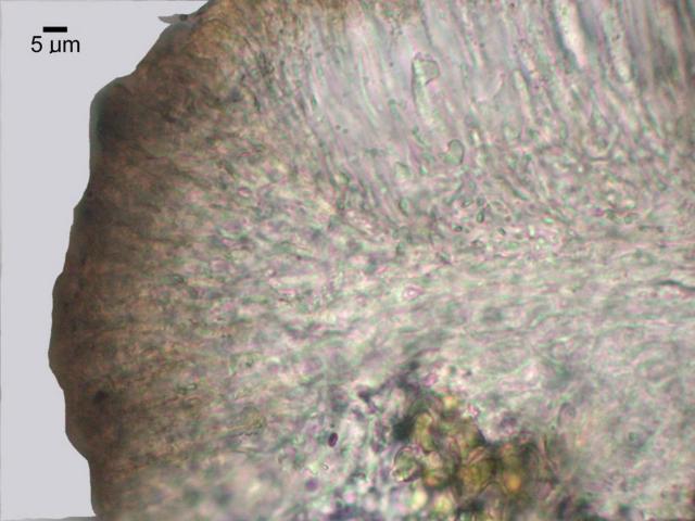 Lecanora stenotropa image