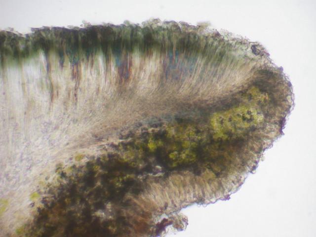 Lecanora sulphurea image