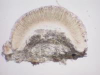 Lecidea betulicola image
