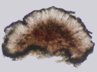 Llimoniella scabridula image