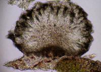 Lecidea turgidula image