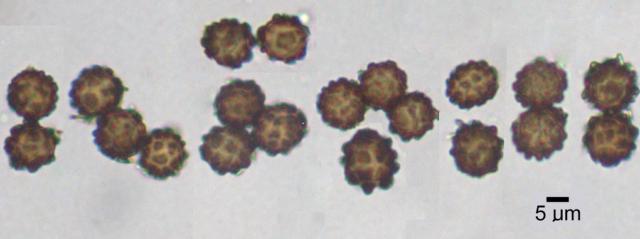 Leightoniomyces phillipsii image