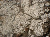 Lepraria alpina image
