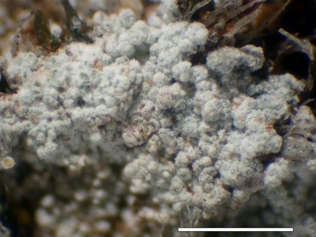 Lepraria borealis image