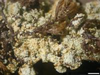 Lepraria diffusa var. chrysodetoides image
