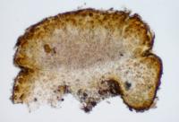 Lichinella myriospora image