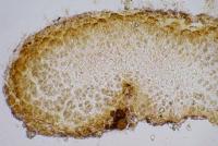 Lichinella myriospora image