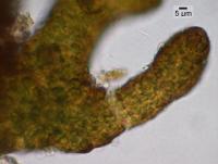 Lichinella stipatula image