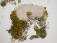 Image of Lichinodium ahlneri