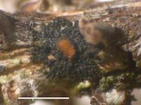 Lichinodium ahlneri image