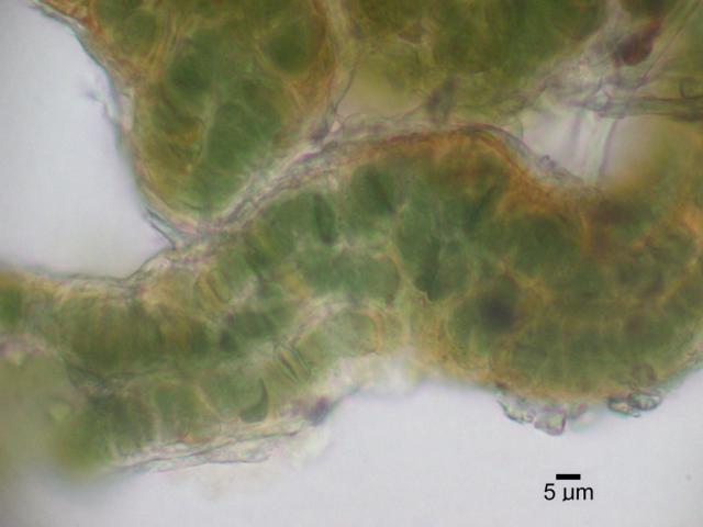 Lichinodium image