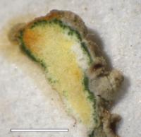 Lobothallia alphoplaca image
