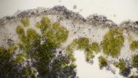 Lobothallia alphoplaca image