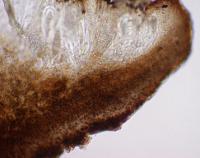 Lopadium coralloideum image
