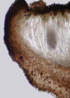 Lopadium pezizoideum image