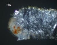 Loxosporopsis corallifera image