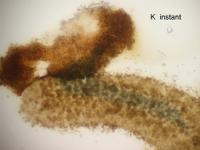 Microcalicium arenarium image