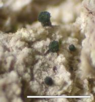 Microcalicium disseminatum image