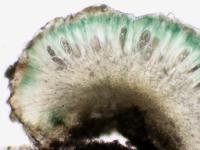 Mycoblastus affinis image