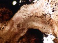 Mycocalicium subtile image
