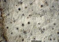 Mycoporum antecellens image