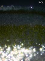 Myriospora scabrida image
