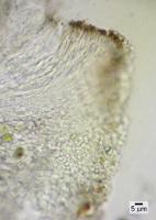 Myriospora smaragdula image
