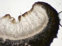 Ochrolechia subpallescens image