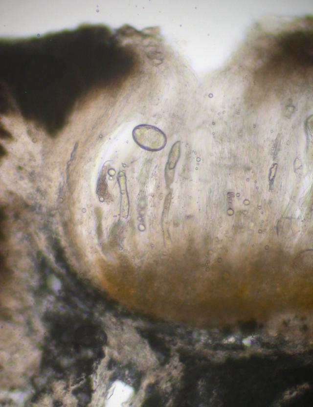 Ochrolechia subplicans image