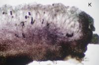Orphniospora moriopsis image