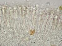 Palicella schizochromatica image