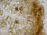 Peccania coralloides image